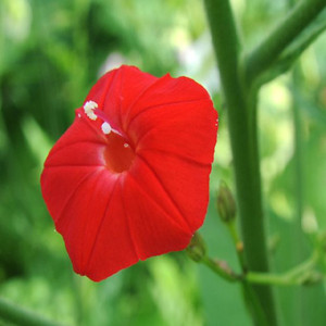 Cardinal Climber Morning Glory