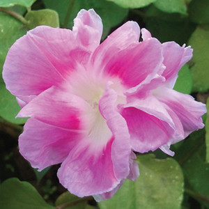 Split Second Morning Glory