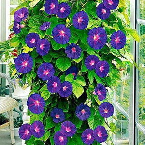 Grandpa Ott Morning Glory