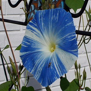Flying Saucers Morning Glory