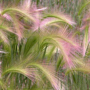 Foxtail Barley-Squirrel Tail Grass