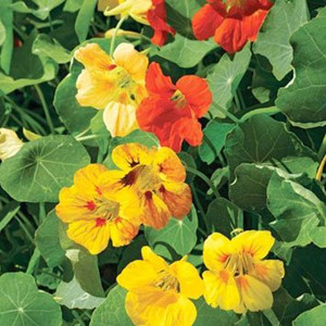 Glorious Gleam Mix Nasturtium