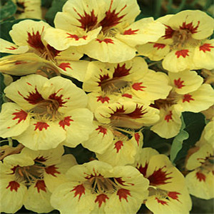 Peach Melba Nasturtium