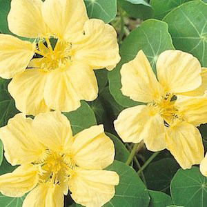 Whirlybird Cream Nasturtium