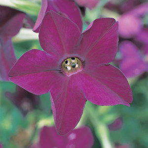 Perfume Deep Purple Nicotiana