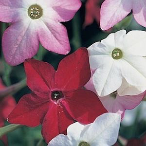 Perfume Mix Nicotiana