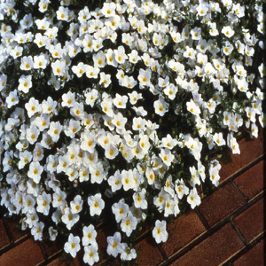 Mont Blanc White Nierembergia