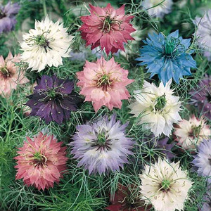 Love In a Mist- Nigella Persian Jewells Mix