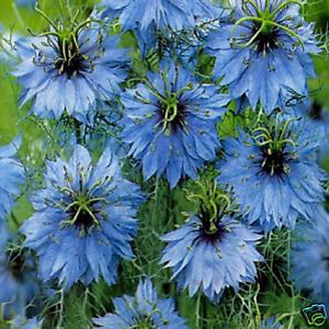 Love In a Mist- Nigella Miss Jekyll Sky Blue
