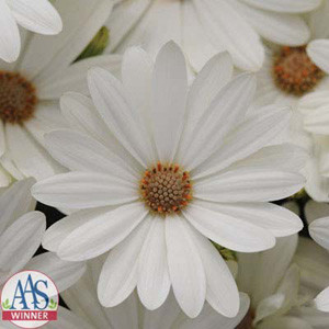 Akila® White Osteospermum