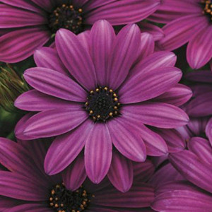 Akila® Purple Osteospermum