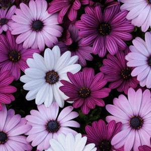 Akila® Mix Osteospermum