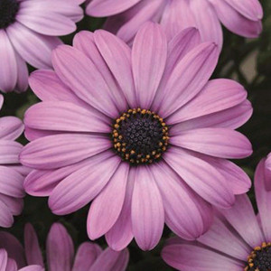Akila® Lavender Shades Osteospermum