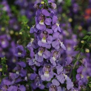 Angelonia Serena Blue Seeds