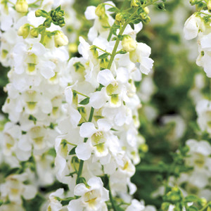 Angelonia Serena White