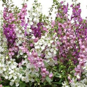 Angelonia Serena Mix Seeds