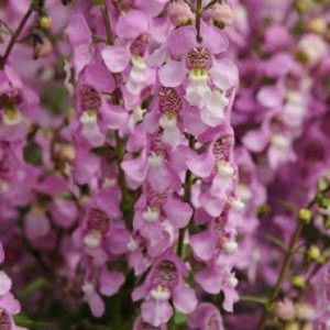 Angelonia Serena Lavender Pink Seeds