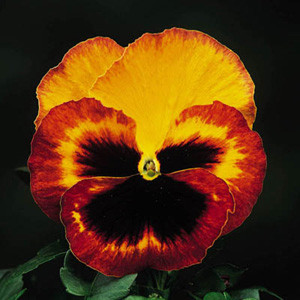 Delta™Fire Pansy