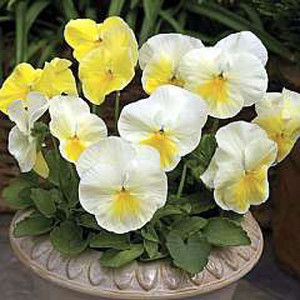 Karma™Primrose Pansy