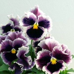 Bolero Lilac Blue Picotee Pansy