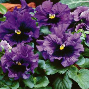 Frizzle Sizzle Blue Pansy