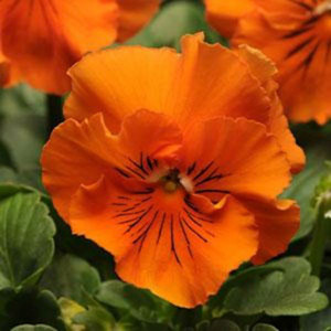 Frizzle Sizzle Orange Pansy