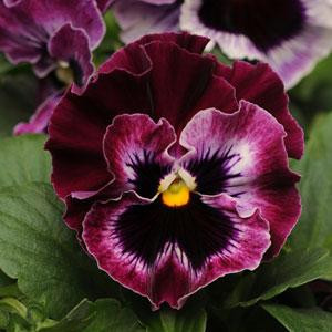 Frizzle Sizzle Raspberry Pansy