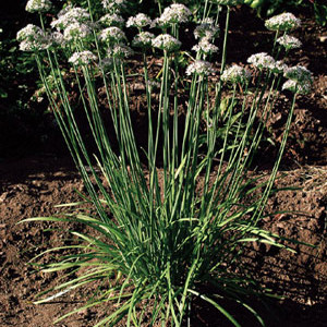 Organic Chives Garlic