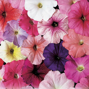 Celebrity Mix Petunia