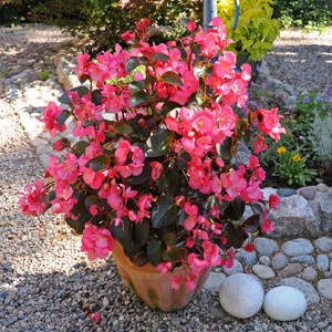Big™ Rose With Bronze Leaf Fibrous Begonia Seeds
