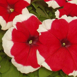 Dreams Picotee Red Petunia