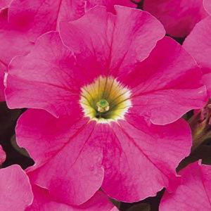 Dreams Pink Petunia