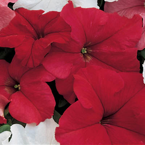 Dreams Red Petunia