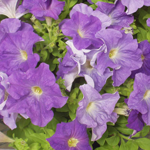 Dreams Sky Blue Petunia