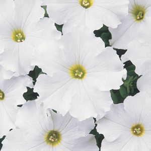 Dreams White Petunia
