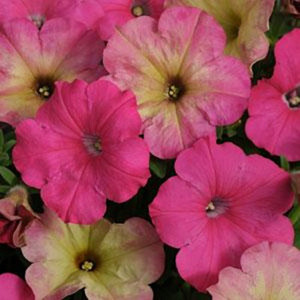 Fuseables® Pink Dream Petunia