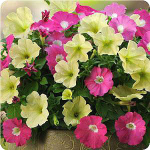 Fuseables® Flirtini Petunia