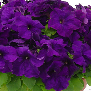 Mambo GP Blue Petunia