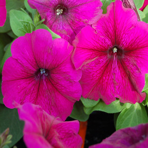 Mambo GP Burgundy Petunia