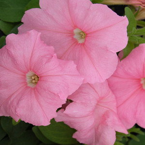 Mambo GP Peach Petunia