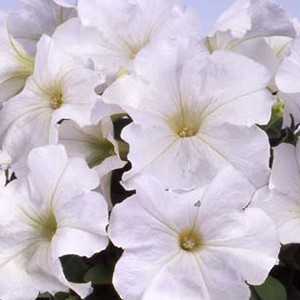 Mambo GP White Petunia