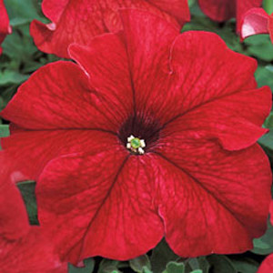 Tritunia Red Petunia
