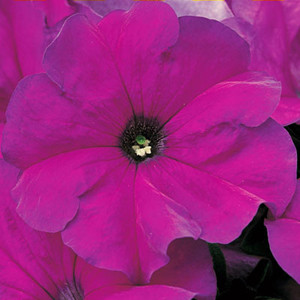 Tritunia Violet Petunia