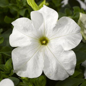 Tritunia White Petunia