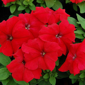 Limbo GP Red Petunia