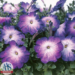 Merlin Blue Morn Petunia