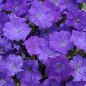 Shock Wave® Denim Trailing Petunia