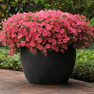 Shock Wave® Coral Crush Trailing Petunia