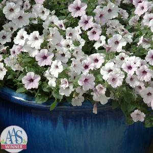Tidal Wave® Silver Trailing Petunia