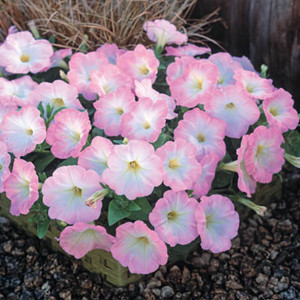 Trilogy Salmon Morn Trailing Petunia
